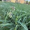 cmschaff